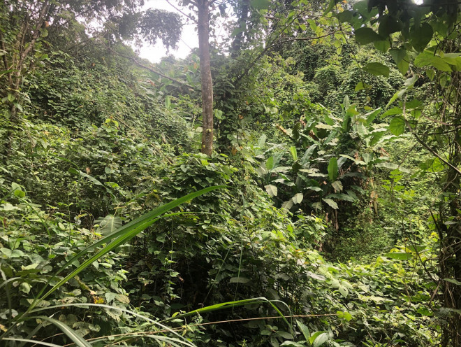 Kho báu vua Hàm Nghi, sự thật và huyền thoại: Kết cục bi thương - 2