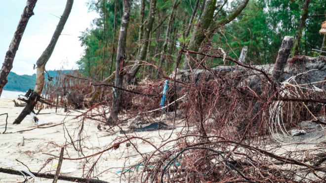 Bờ biển, rừng phòng hộ ở TT-Huế bị sóng dữ xé nát - 2