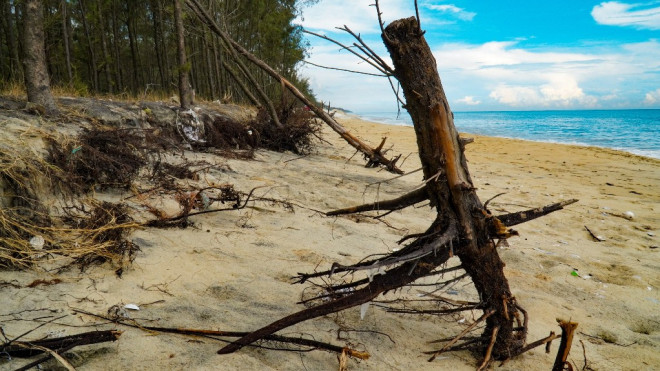 Bờ biển, rừng phòng hộ ở TT-Huế bị sóng dữ xé nát - 3