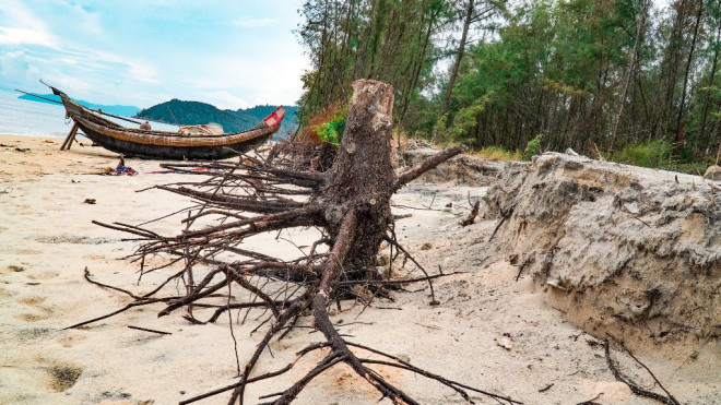 Bờ biển, rừng phòng hộ ở TT-Huế bị sóng dữ xé nát - 4