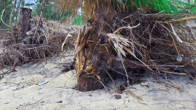 Bờ biển, rừng phòng hộ ở TT-Huế bị sóng dữ xé nát - 5