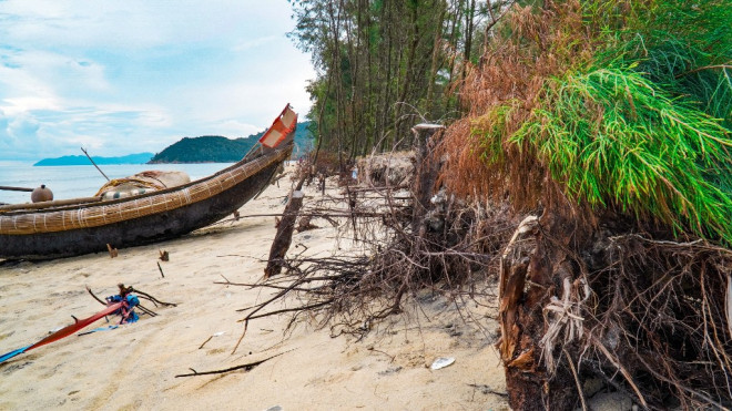 Bờ biển, rừng phòng hộ ở TT-Huế bị sóng dữ xé nát - 12