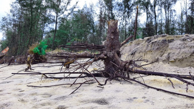 Bờ biển, rừng phòng hộ ở TT-Huế bị sóng dữ xé nát - 14