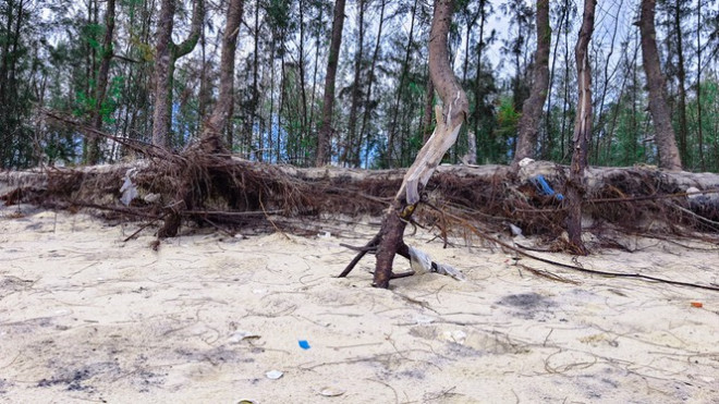 Bờ biển, rừng phòng hộ ở TT-Huế bị sóng dữ xé nát - 15