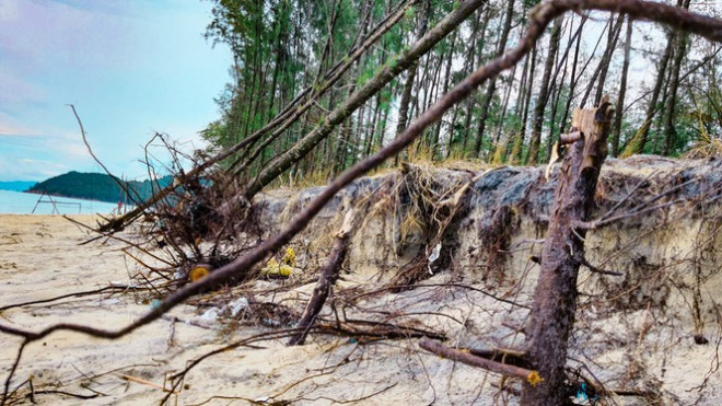 Bờ biển, rừng phòng hộ ở TT-Huế bị sóng dữ xé nát - 16