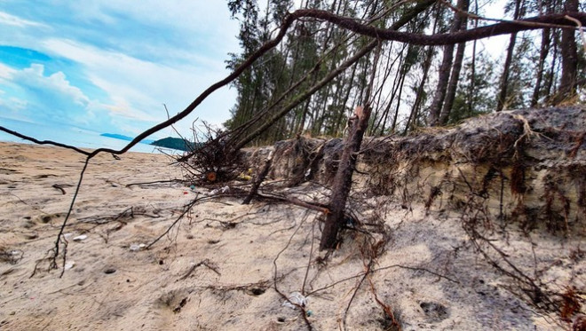 Bờ biển, rừng phòng hộ ở TT-Huế bị sóng dữ xé nát - 17