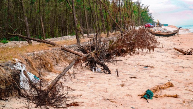 Bờ biển, rừng phòng hộ ở TT-Huế bị sóng dữ xé nát - 21