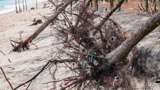 Bờ biển, rừng phòng hộ ở TT-Huế bị sóng dữ xé nát - 22