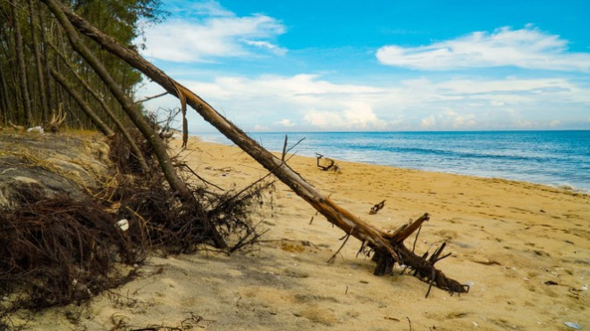 Bờ biển, rừng phòng hộ ở TT-Huế bị sóng dữ xé nát - 24