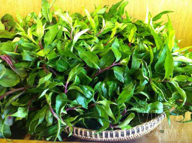 7. Rau lủi: Rau lủi là một trong những loại rau rừng mọc tự nhiên hoặc được trồng ở miền núi cao ở Gia Lai - Tây Nguyên. Đặc biệt là giờ đây, loại rau này đã trở thành món khoái khẩu được nhiều người tìm mua.
