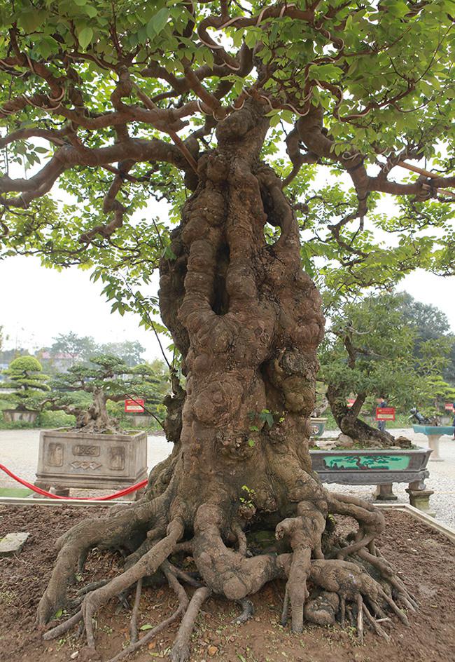 Mãn Nhãn Cây Khế Khổng Lồ Hơn Trăm Tuổi, Chủ Nhân Nhất Quyết Không Bán Dù  Được Trả Tiền Tỷ