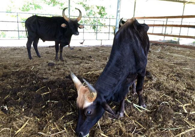 Bàn giao bò tót “da bọc xương” cho VQG Phước Bình - 2