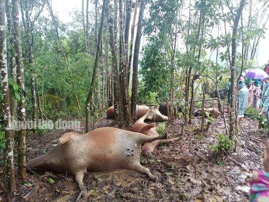 Quảng Nam: Một người bị điện giật chết lúc dọn đồ tránh lũ - 2