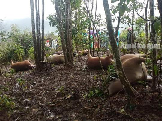 Quảng Nam: Một người bị điện giật chết lúc dọn đồ tránh lũ - 3