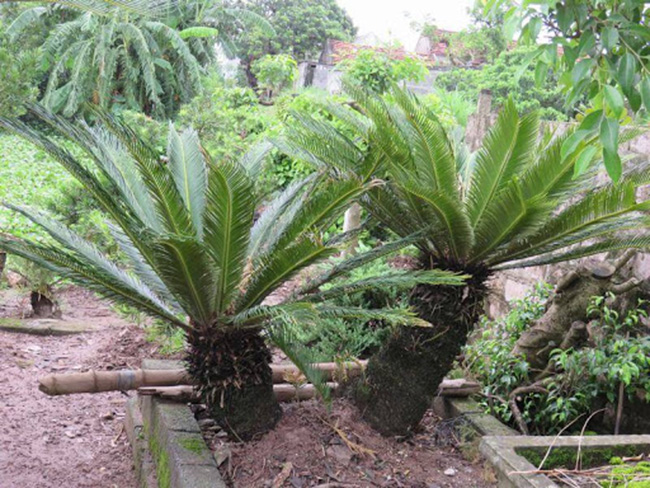 Cây vạn tuế còn gọi là cây thiên tuế, được biết đến là một loài cây cảnh có phần tán lá xoè rộng, thường được trồng để trang trí. 
