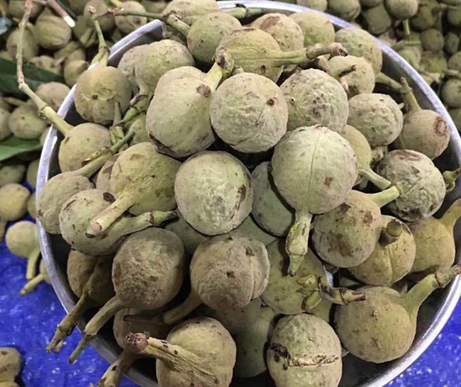 Đây là một loại quả rừng quen thuộc với người dân ở Điện Biên, Sơn La nhưng vẫn còn mới lạ với người dân thành phố.
