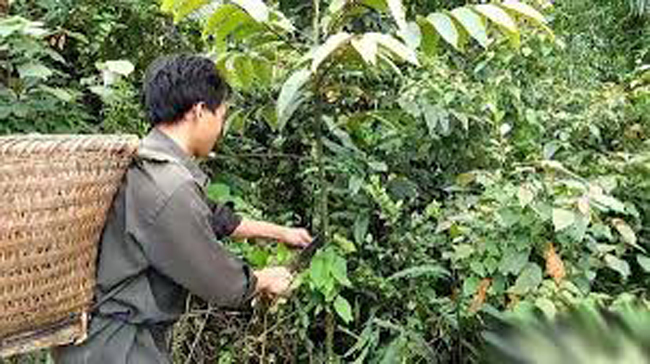 Trước đây, người dân Điện Biên vào rừng hái quả mắc ten hoặc nhặt những quả đã rụng dưới đất về tách lấy nhân luộc ăn hoặc nấu canh. Còn bây giờ, khi mắc ten bán được giá, họ vào rừng gom để bán
