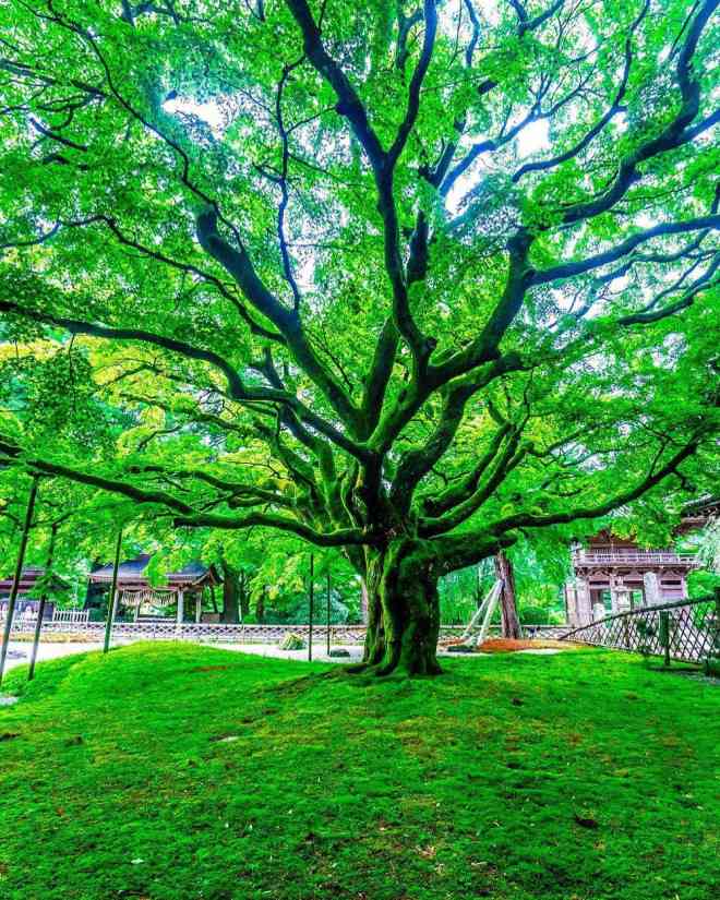 Chiêm ngưỡng cây phong 400 tuổi ở Nhật Bản - 3