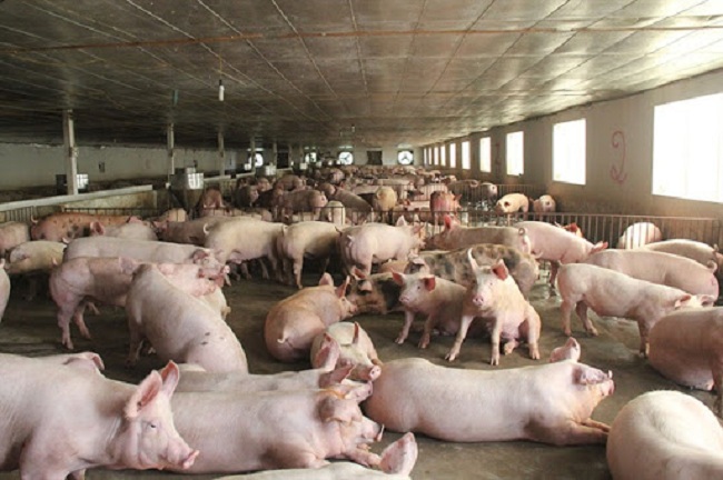 Giá lợn hơi giảm mỗi ngày, hộ chăn nuôi ngậm ngùi ôm lỗ cả triệu đồng/con - 1