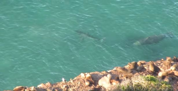 Video: Đang săn hải cẩu, cá mập trắng bị sinh vật to lớn đuổi chạy tháo thân - 1