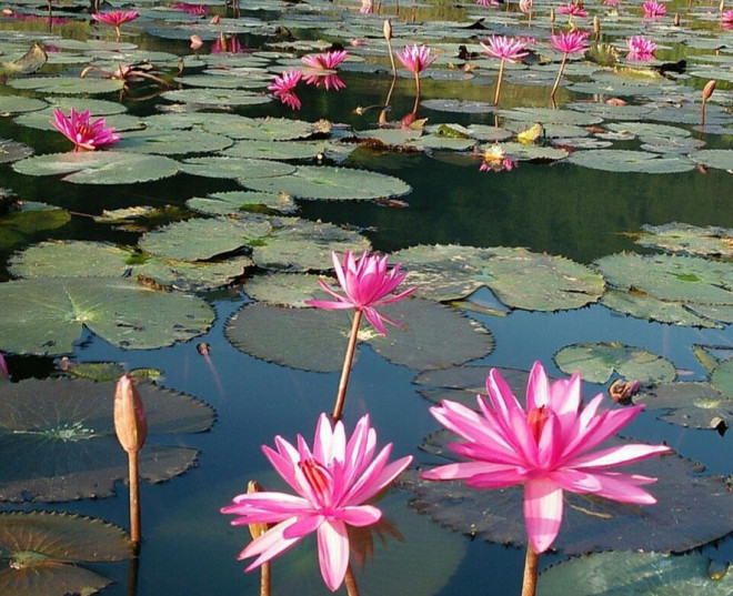 Suối Yến rộn ràng mùa hoa súng - 2