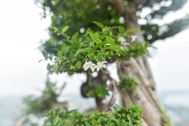 Độc đáo cây cảnh mai chiếu thủy tiền tỷ có thân vặn xoắn ốc - 2