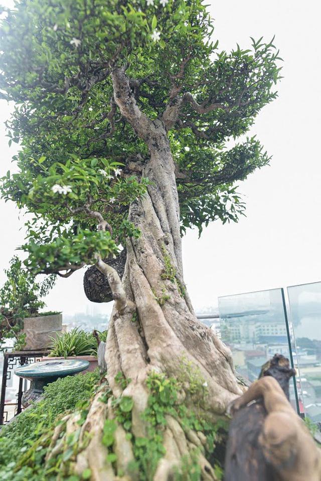 Độc đáo cây cảnh mai chiếu thủy tiền tỷ có thân vặn xoắn ốc - 1