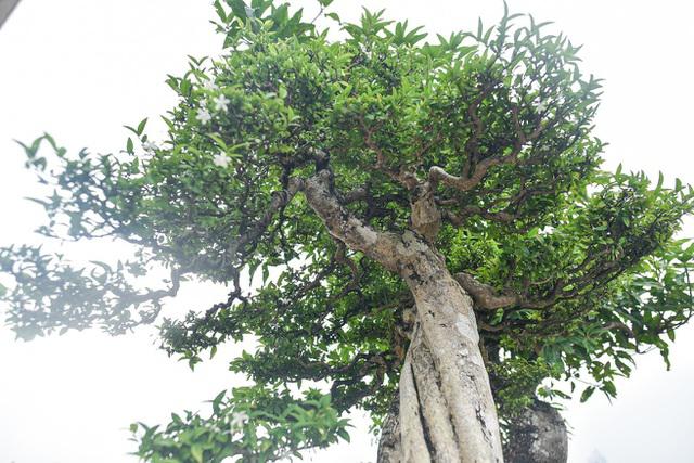 Độc đáo cây cảnh mai chiếu thủy tiền tỷ có thân vặn xoắn ốc - 3