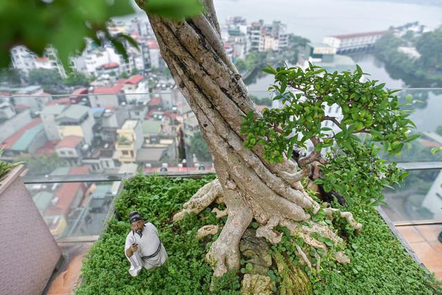 Độc đáo cây cảnh mai chiếu thủy tiền tỷ có thân vặn xoắn ốc - 4
