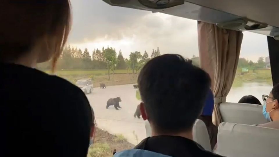 Nhân viên vườn thú bị gấu cắn xé đến chết trước mặt du khách ở Trung Quốc - 1
