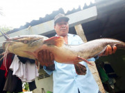 Hậu Giang: Bắt được con cá trê to lạ, mồm toàn râu, dài 1m, nặng 8kg, dân kéo đến xem