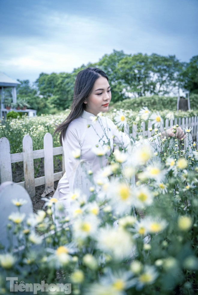 Thiếu nữ khoe sắc bên cúc họa mi sớm đầu mùa - 2