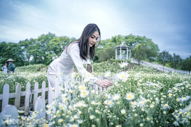 Thiếu nữ khoe sắc bên cúc họa mi sớm đầu mùa - 4