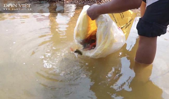Đây là lý do tỉnh Đồng Nai phải thả gần chục tấn cá xuống hồ Trị An mỗi năm - 3