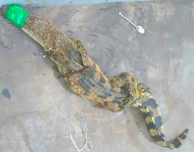 Lại phát hiện cá sấu sổng chuồng, bò vào bãi xe khách ở miền Tây - 2