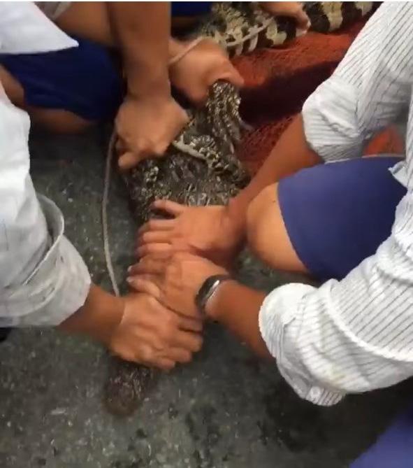 Cá sấu liên tiếp sổng chuồng ở Cà Mau - 2