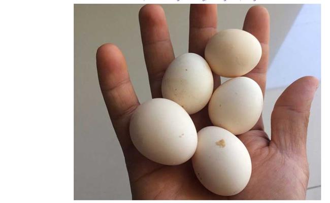 Loại gà này có sức đề kháng tốt, đẻ trứng sai với mỗi lứa từ 13-15 quả.
