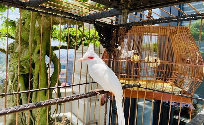 Một chú chim chào mào bạch hội tụ đủ các yếu tố như mắt đỏ, chân hồng, mỏ hồng và giọng hót thánh thót… sẽ có giá hàng trăm triệu đồng/con.
