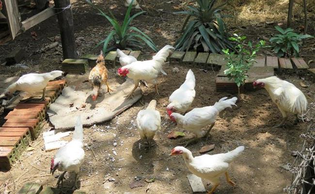Tất cả những con gà rừng này có điểm chung là lông màu trắng, hai dòng chân xanh, da xanh, mặt xanh và dòng chân vàng, da vàng và mặt vàng.
