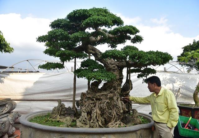 Choáng váng cây cảnh “Độc Long Kim Cương” có giá lên đến 1 triệu USD - 1
