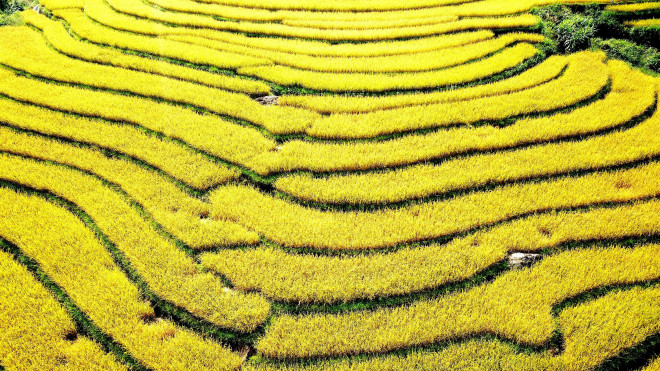 Bay trên mùa vàng Bình Liêu - 3