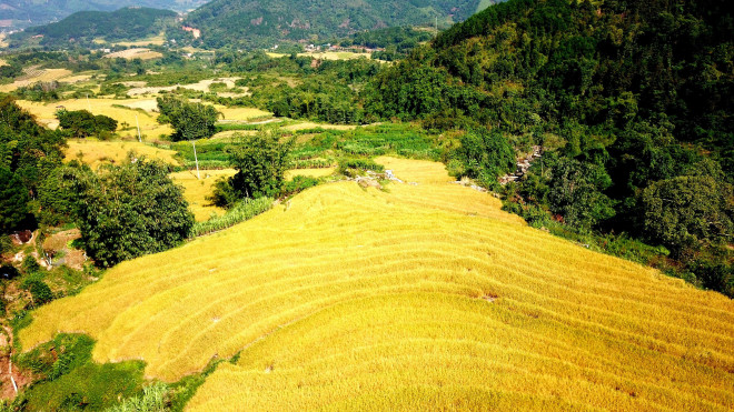 Bay trên mùa vàng Bình Liêu - 9