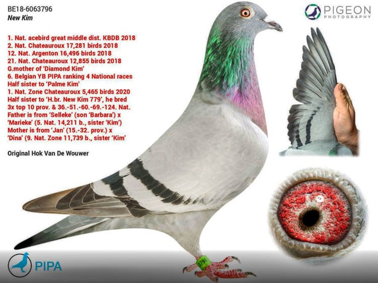 The Most Expensive Pigeons In The World Which Cost 35 Billion Also Have Their Own Bodyguard