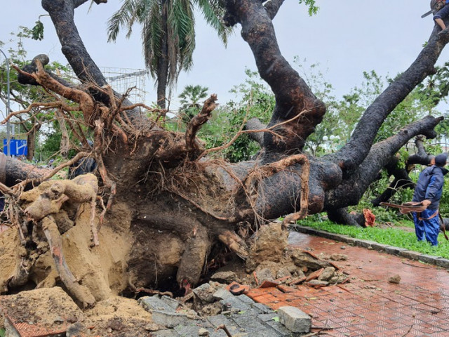 "Cụ" xà cừ số 13 cổ nhất tại Huế bị bão cùng tên quật đổ bật cả gốc gây tiếc nuối