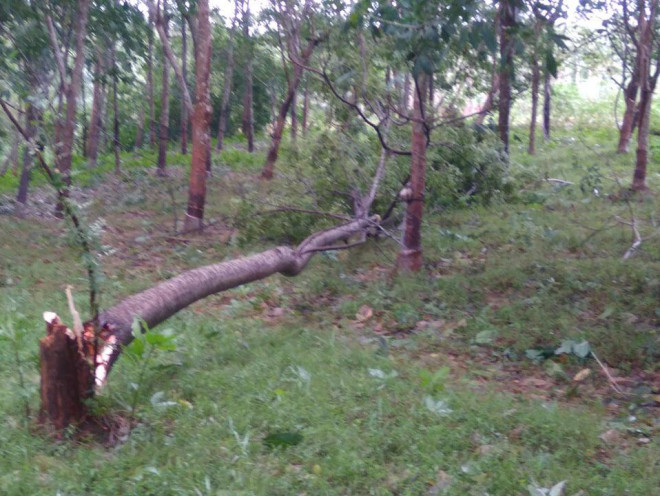 Quảng Trị: Nhiều nơi mất điện, nhà tốc mái, cao su gãy đổ vì bão số 13 - 3