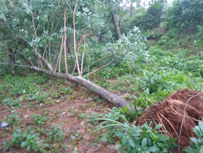 Quảng Trị: Nhiều nơi mất điện, nhà tốc mái, cao su gãy đổ vì bão số 13 - 2