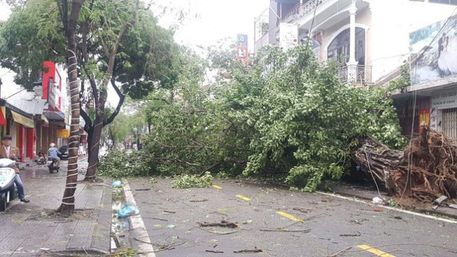 "Cụ" xà cừ số 13 cổ nhất tại Huế bị bão cùng tên quật đổ bật cả gốc gây tiếc nuối - 7