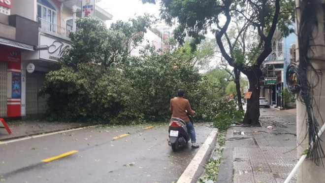 "Cụ" xà cừ số 13 cổ nhất tại Huế bị bão cùng tên quật đổ bật cả gốc gây tiếc nuối - 9