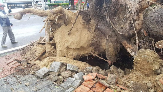 "Cụ" xà cừ số 13 cổ nhất tại Huế bị bão cùng tên quật đổ bật cả gốc gây tiếc nuối - 10