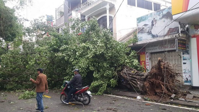 "Cụ" xà cừ số 13 cổ nhất tại Huế bị bão cùng tên quật đổ bật cả gốc gây tiếc nuối - 11